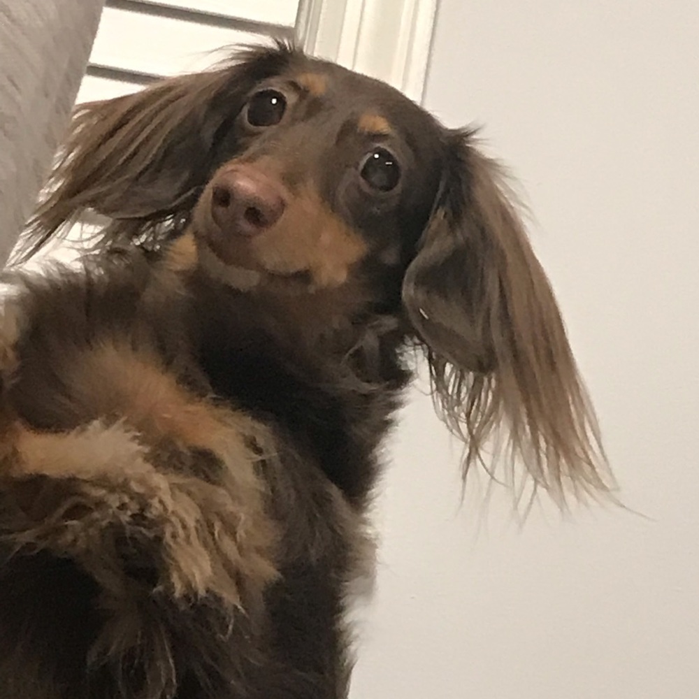 Meet your Posher, Siena